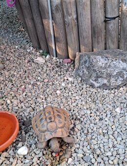 Adulde Griechische Landschildkröte THB Männchen 2004 - Spiesen-Elversberg
