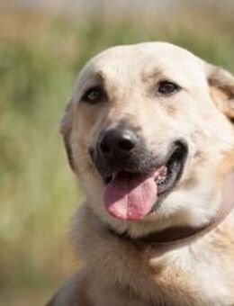 Lucky - Möchte sein Glück finden🍀 - München