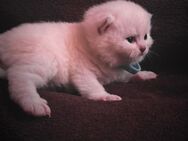 BKH Kitten Britisch Kurzhaar Katzen - Göttingen