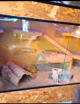 Farbbartagame mit Terrarium Bartagame Männchen - Wilnsdorf