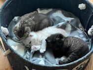 BKH Kitten suchen ein neues Zuhause - Düsseldorf
