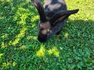 Deutscher Riese / Riesenschecken Mischling Hase Kaninchen - Hirzenhain