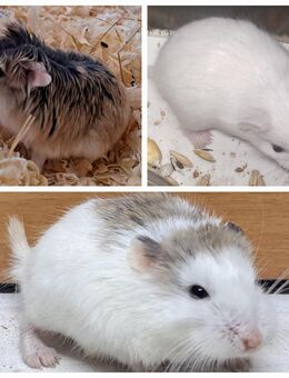 junge flinke kleine Roborowski Zwerghamster kleinster Hamster - Neustadt (Sachsen) Hohwald