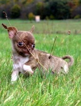 Auszugsbereit 1 süßer typvoller Chihuahua Rüde Welpe KH in Sonderfarben Brindle - Biebergemünd