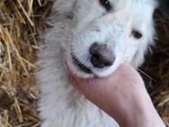 Joyce - liebt jedes Wetter - Dreikirchen