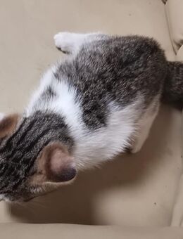 Katzenbaby - Altdorf (Bayern)
