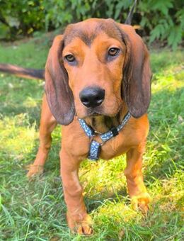 Bosko - Agil und verspielt - Obertshausen