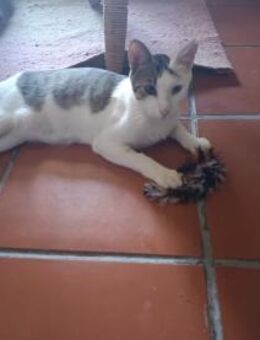 lieb zu Mensch und Katze : Simba - Geisenheim