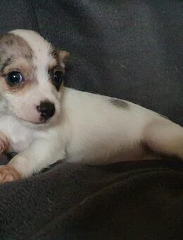 Chihuahua Welpen suchen ihr zu Hause - Barleben