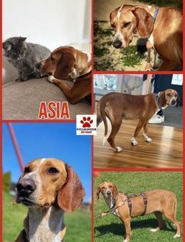 Liebe Asia sucht ihre Menschen - Margetshöchheim