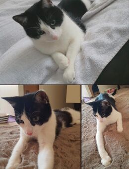 Kater Anton (5 Jahre) sucht neues Zuhause und Spielgefährten - Recklinghausen