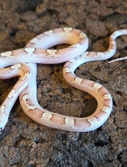 Ghostblood Pied - Schwelm
