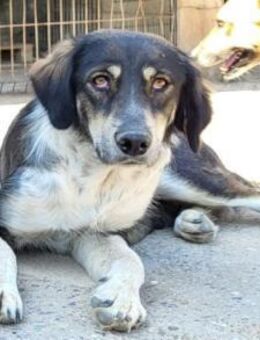 Liebste ♥Feyra♥ sucht ihre Familie - Hamburg