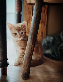 Katzenbabys Kitten - Bamberg