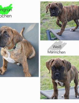 B*Süße Boxer-Bordeaux-Dogge-Mix-Welpen - Melle