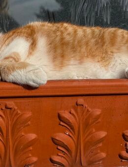 Zutraulicher, verspielter Kater in liebevolle Hände abzugeben - Barby (Elbe) Lödderitz