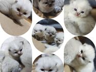 BKH - BLH Kitten mit Zubehör - Burscheid