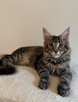 Maine Coon Kitten Mädchen sucht absofort ein neues Zuhause - Droyßig