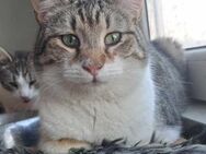 Liebe Kater Fridolin sucht Sofa - Stelle