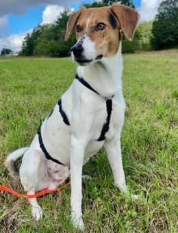 🌟 Cody - junger Bub mit viel Potential - Eislingen (Fils)