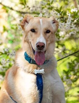 Hübscher Altaj sucht liebevolles Zuhause - Duisburg