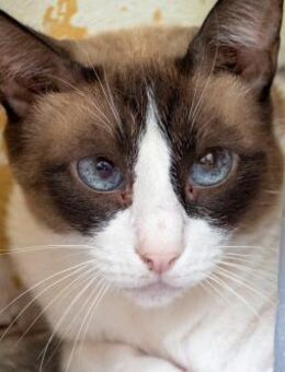 Margarita - Siamdame möchte ankommen - Bad Camberg