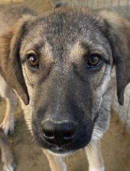 Ryn, geb. ca. 06/2025, GRIECHENLAND - Euskirchen