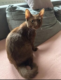 Bkh Mix Kätzin sucht leider ein neues zuhause - Gelsenkirchen