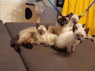 2 Siam Katzen und drei Siam Kater geboren am 08.04.2024 - Dresden