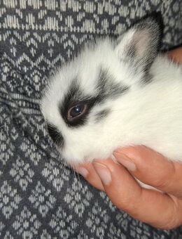 Familienfreundliche Löwenkopfkinder 🐰🐇 - Eschweiler Zentrum