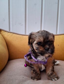 Zuckersüße Shorkie-Welpen (ShihTzu/Yorkshire) suchen ein Zuhause! - Schwarzenbek