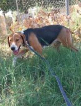 Frida - Offene Arme für lieben Beaglemix - Jade