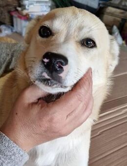 MARLEY (freundlich, lieb, schüchtern) - Köln