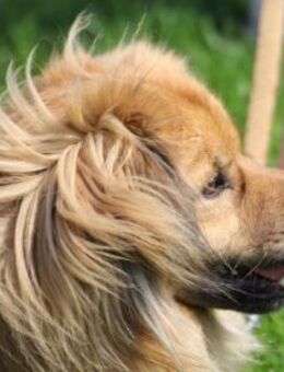 ROBY - traute Zweisamkeit wäre klasse - Overath