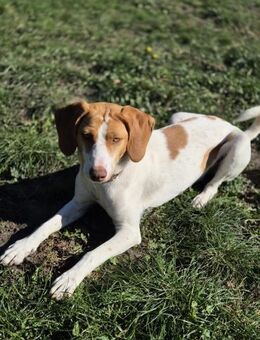 💕Cleo💕sucht ihre Menschen🐾💕🐾 - Freilassing