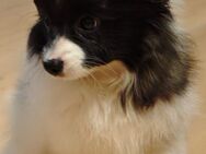 Papillonwelpe Rüde - Saarlouis