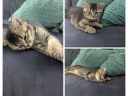 Zutrauliche BKH Kitten Mix - Bielefeld