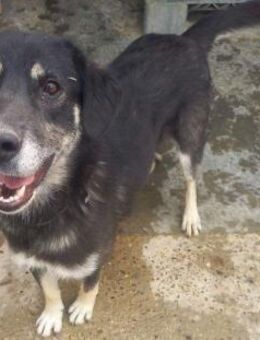 SIMON - sanft und sportlich - Weilheim (Oberbayern)