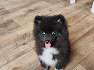 Pomsky Rüde 20 wochen - Großefehn