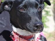 Rosky hübscher Hundejunge - Bedburg