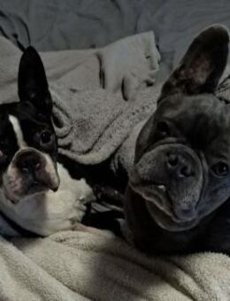 🐾 4everhome für Apollo & Gonzo gesucht - Bremen