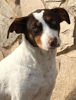 Gordy verdient ganz viel Liebe und Wärme - Laatzen