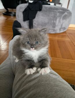 Ein kleines Maine Coon Mischlingsmädxhen sucht noch eine neues Zuhause - Rudersberg