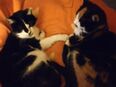 Schwarzweisser Schmuse Kater vermisst in 75056