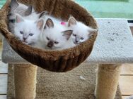 Hl. Birma Kitten - Kirchberg (Wald)