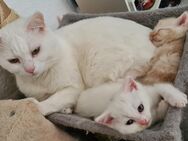 Türkisch Angora Perser Mix Kitten suchen ein liebevolles Zuhause - Iserlohn