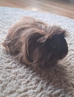 Meerschweinchen Böckchen sucht neues Zu Hause - Niederzissen