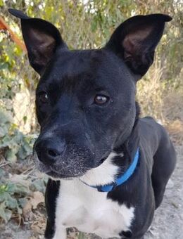 Jack vermisst seine Geschwister sehr.... - Laatzen