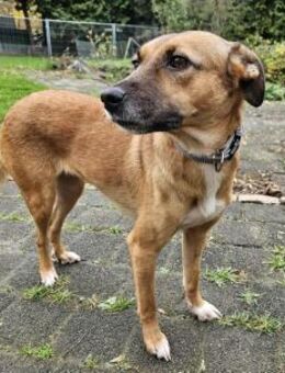 Hübsche Hündin Yuma 5 Jahre - Düsseldorf