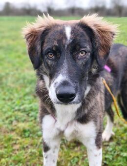 Sina - Traumhund auf 4 Beinen - Löwenberger Land